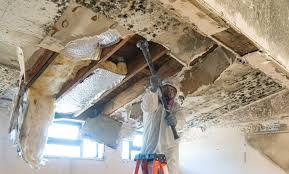 Mold Remediation for Rental Properties in Oak Grove Heights, AR